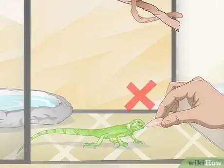 Image titled Care for a Green Iguana Hatchling Step 11