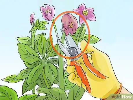 Image titled Prune Helleborus Winter Roses Step 5