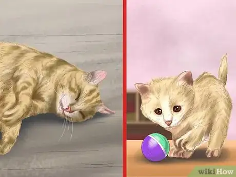 Image titled Pick a Healthy Adult Cat Step 5