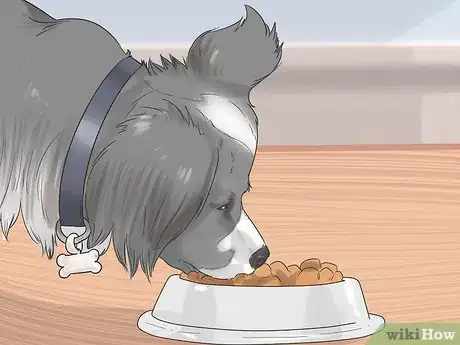Image titled Give Dogs What They Need Step 7