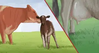 Identify Guernsey Cattle