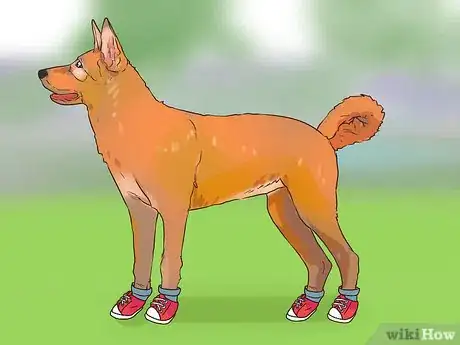 Image titled Protect Dog Paws Step 10