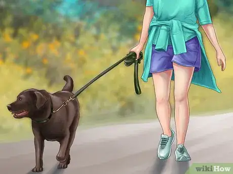 Image titled Diagnose Arthritis in Dogs Step 6