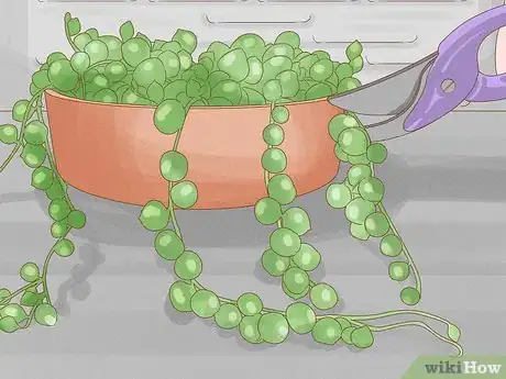 Image titled Grow a String of Pearls Step 10