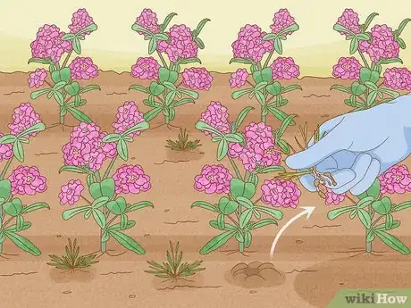 Image titled Grow Stock Flowers Step 12