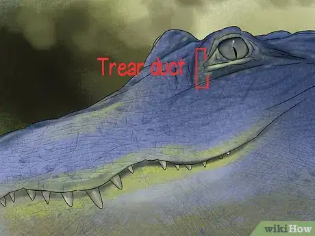 Image titled Diagnose Vitamin a Deficiency in Reptiles Step 4