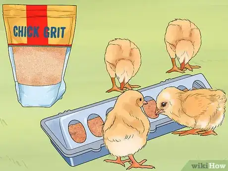 Image titled Feed Chicks Step 4