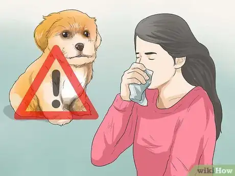 Image titled Care for Shihpoos Step 6