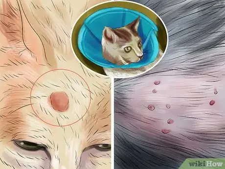 Image titled Treat Skin Inflammation in Cats Step 11