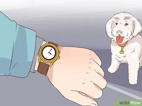 Image titled Exercise With Your Dog Step 2