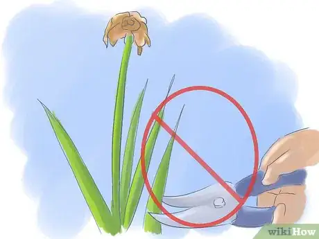 Image titled Take Care of Irises when Their Flowers Die Step 7