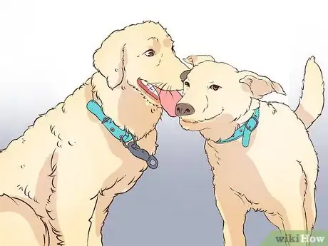 Image titled Exercise With Your Dog Step 3