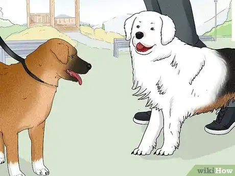 Image titled Identify a Bernese Mountain Dog Step 14