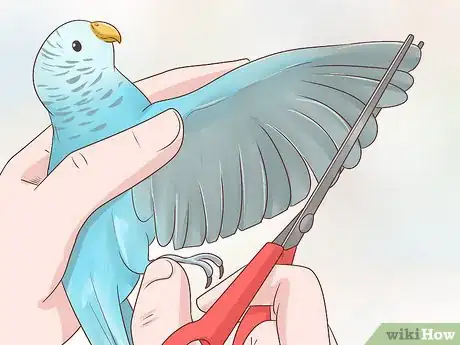 Image titled Keep a Parakeet Safe Out of Its Cage Step 2