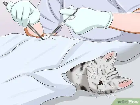 Image titled Care for American Shorthair Cats Step 3