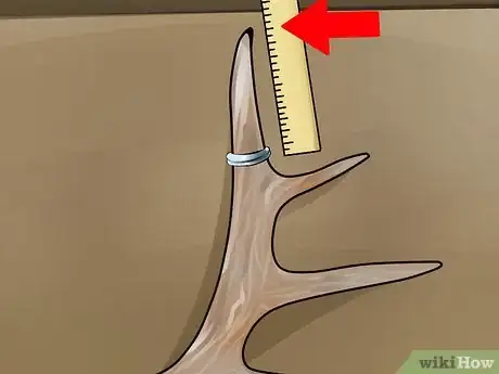 Image titled Score Mule Deer Antlers Step 18