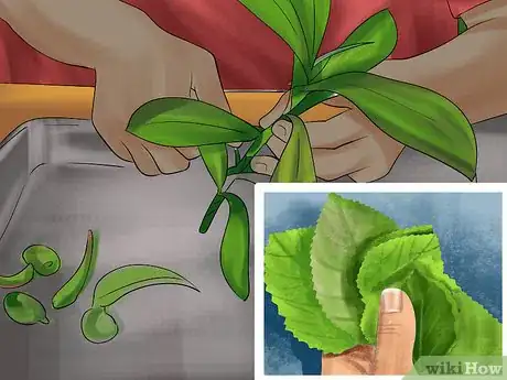 Image titled Harvest Herbs Step 13