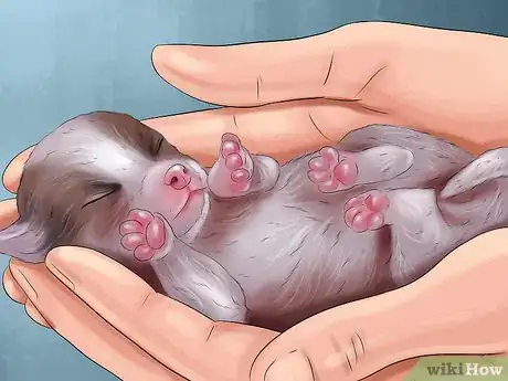 Image titled Track the Development of New Puppies Step 1