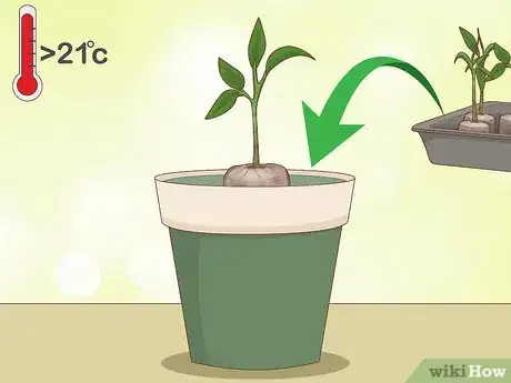 Image titled Grow Ghost Peppers Step 11