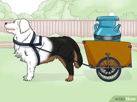 Image titled Identify a Bernese Mountain Dog Step 13