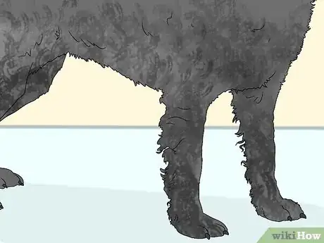 Image titled Identify an American Water Spaniel Step 9