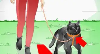 Care for an Overweight Cat