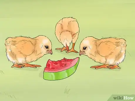 Image titled Feed Chicks Step 3