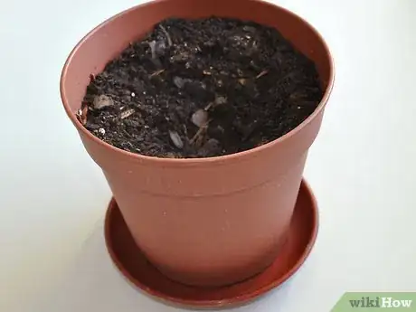 Image titled Grow an Avocado As a Houseplant Step 14