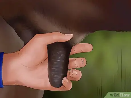 Image titled Milk a Goat by Hand Step 15