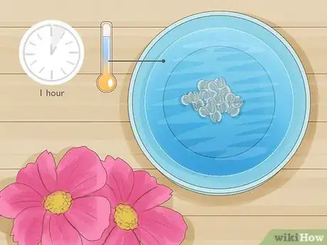 Image titled Propagate Hollyhocks Step 9