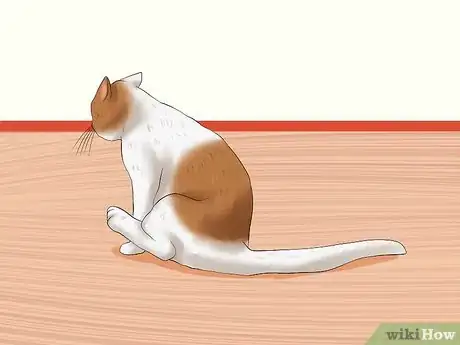 Image titled Diagnose Tapeworms in Cats Step 4