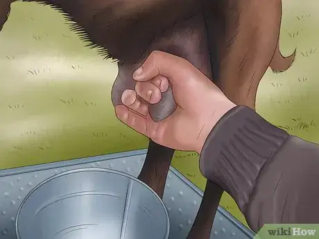 Image titled Milk a Goat by Hand Step 14
