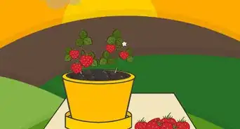 Grow Strawberries in a Pot