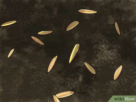 Image titled Grow Oats Step 4