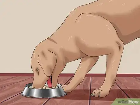 Image titled Tame a Dog Step 13