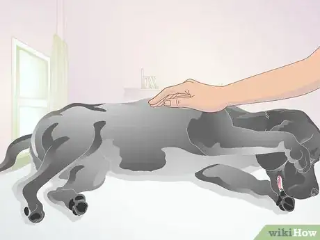 Image titled Perform CPR on a Dog Step 9