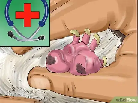 Image titled Treat Bumblefoot in Cockatoos Step 2