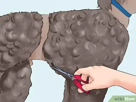 Image titled Do a Banded Dutch on a Poodle Step 12