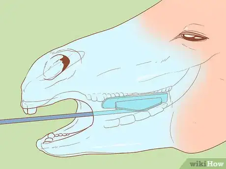 Image titled Check Whether Your Horse or Donkey Needs to See a Dentist Step 15