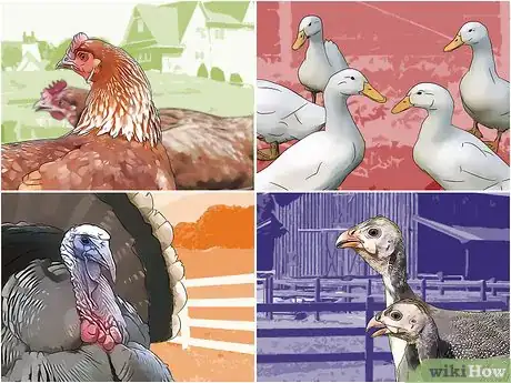 Image titled Be a Poultry Farmer Step 6