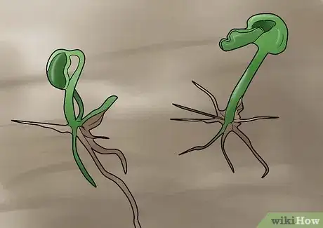 Image titled Germinate Beans on Moist Kitchen Paper Step 11