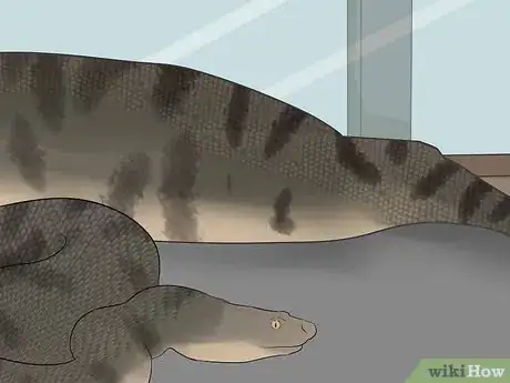 Image titled Mate Anacondas Step 8