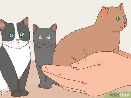 Image titled Choose the Right Kitten for Your Home Step 4