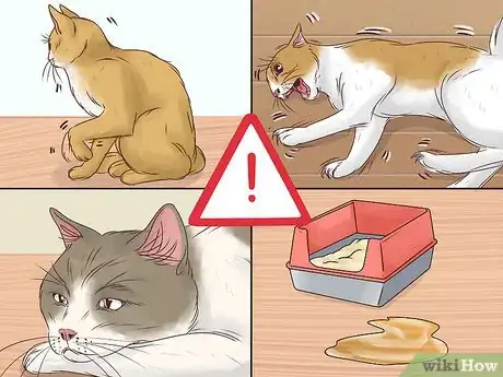 Image titled Prevent a Diabetic Emergency in Cats Step 7