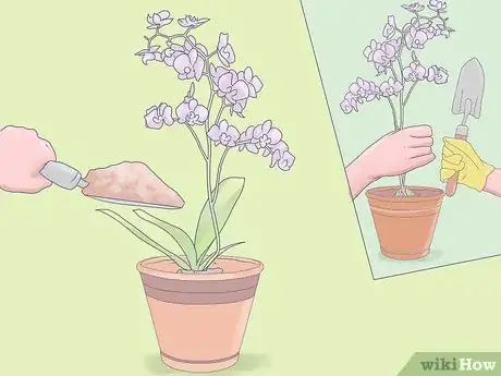 Image titled Care for Mini Orchids Step 10