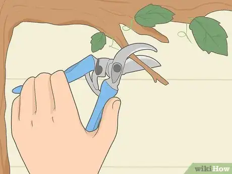 Image titled Prune Grape Vines for Winter Step 12