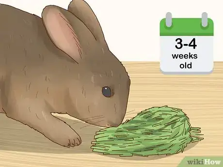 Image titled Care for a Baby Wild Rabbit Step 9