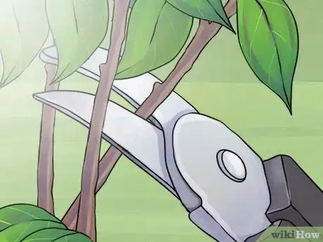 Image titled Prune Spirea Shrubs Step 6