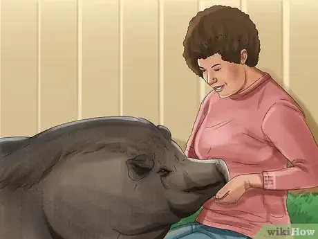 Image titled Have a Potbellied Pig for a Pet Step 20