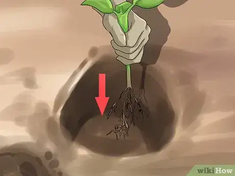 Image titled Divide a Phlox Plant Step 10